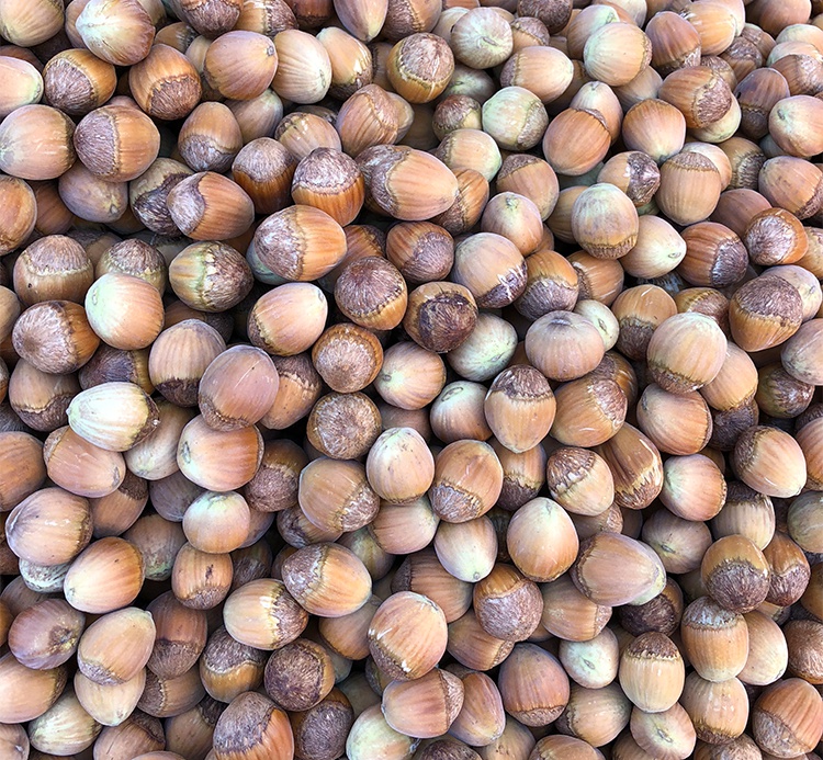 2021年新货新鲜榛子带绿皮青皮水仁水瓤东北脱皮生榛子500g 2020年