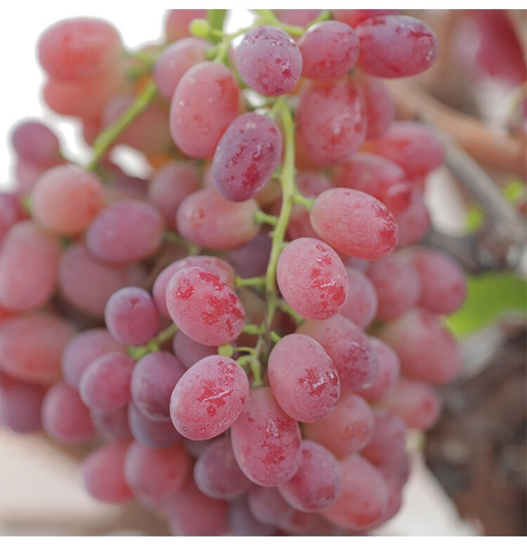 新疆玻璃脆籽葡萄提子整箱5斤新鲜玻璃红提吐鲁番当季特产水果