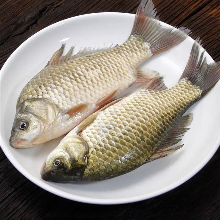千岛湖野生鲫鱼正宗鲜活活体孕妇月子下奶炖汤儿童老人淡水鱼整条鲸洋