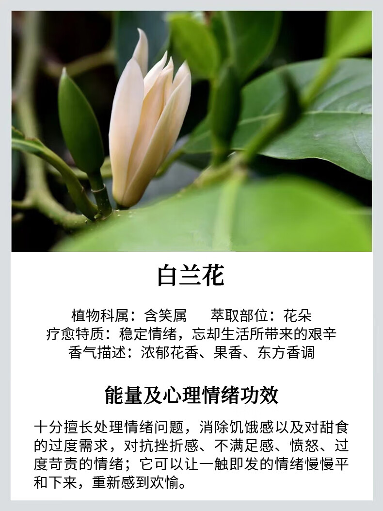 MAYCHEER黄角兰白兰花香水白玉兰女士清新持久留香淡香学生男小众国货50ml 【两瓶】黄角兰+茉莉花 花香调 x 50ml