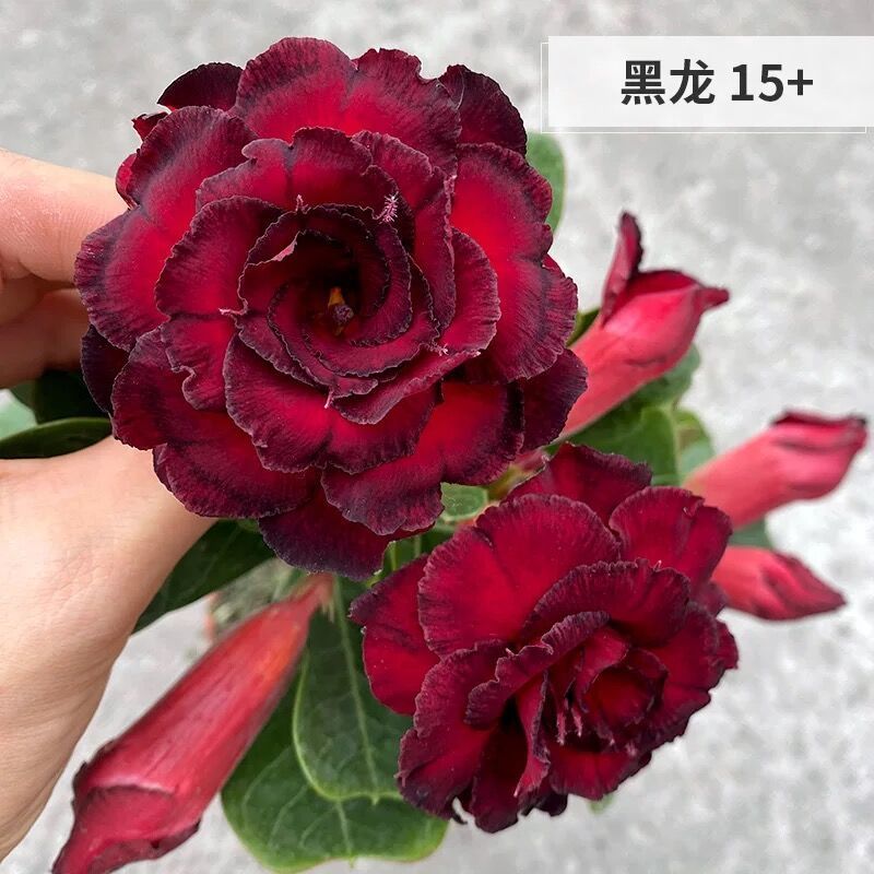 精品绿植重瓣沙漠玫瑰盆栽花卉四季开花好养室内阳台花卉可选带花苞小