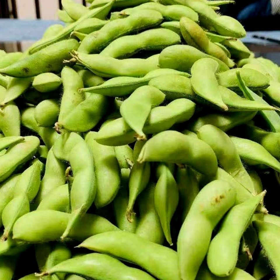 四川新鲜毛豆农家蔬菜现摘新鲜毛豆荚带壳青豆绿豆荚大豆毛豆3斤装