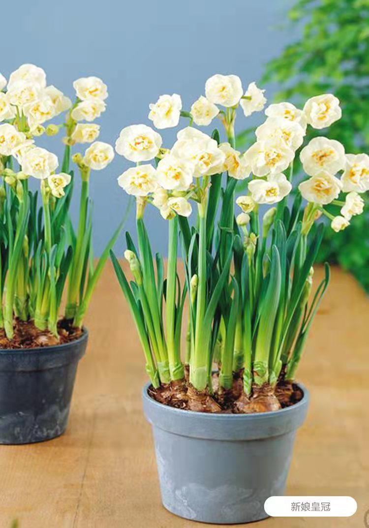 洋水仙花种球四季盆栽水养土培易养耐寒植物盆栽花卉麦基乐d款皮皮提