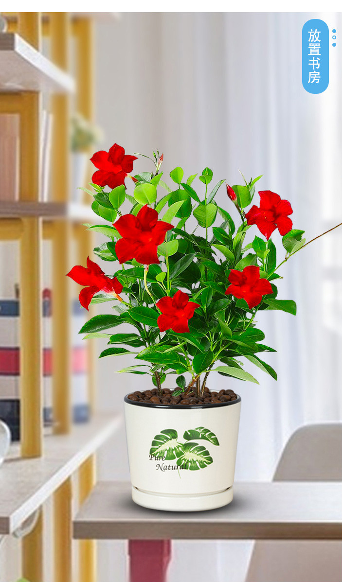 万里飘香藤花绿植盆栽室内开花花卉爬墙垂吊植物庭院好养易活t10飘香