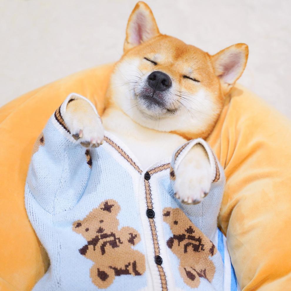 柴犬衣服柴犬毛衣网红狗狗新年可爱衣服秋冬装厚针织开衫保暖喜庆拜年