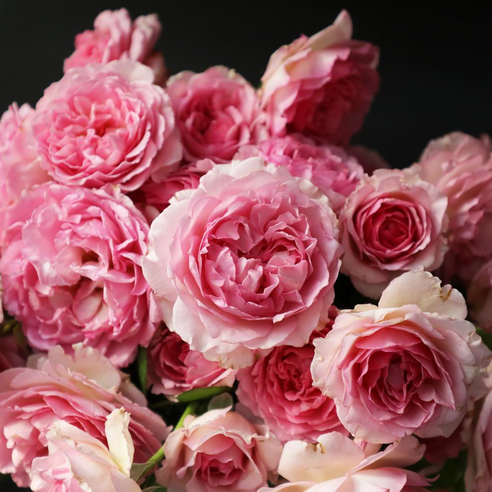 纳邦爬藤月季罗衣四季开花蔷薇花苗浓香型大花庭院阳台拱门围栏种植