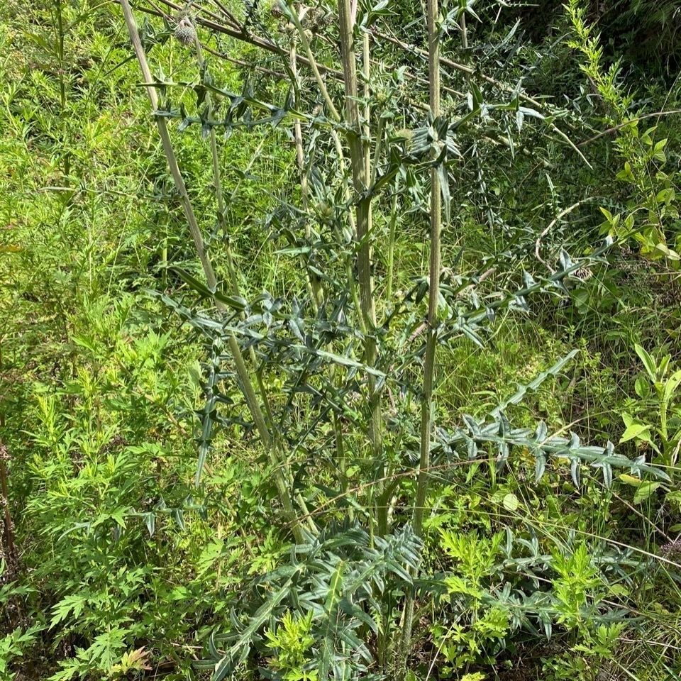 【精品好物】云南野生大蓟根马刺根恶刺萝卜新鲜现挖炖鸡排骨猪蹄 2斤