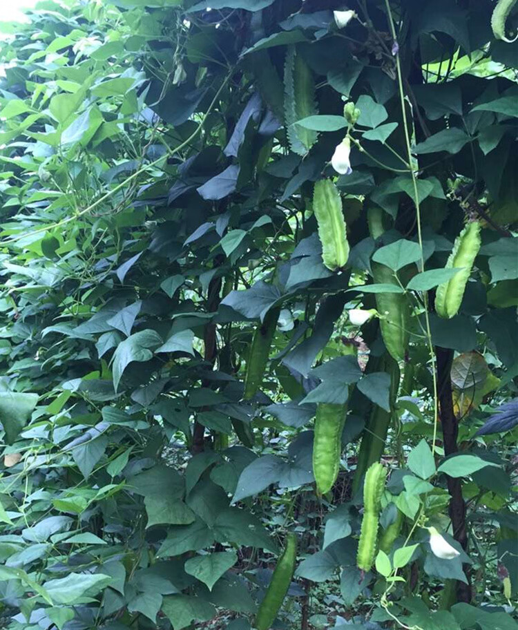 四棱豆种子四角豆种孑香龙豆四季四棱豆角爬藤蔬菜种籽四菱豆30粒装