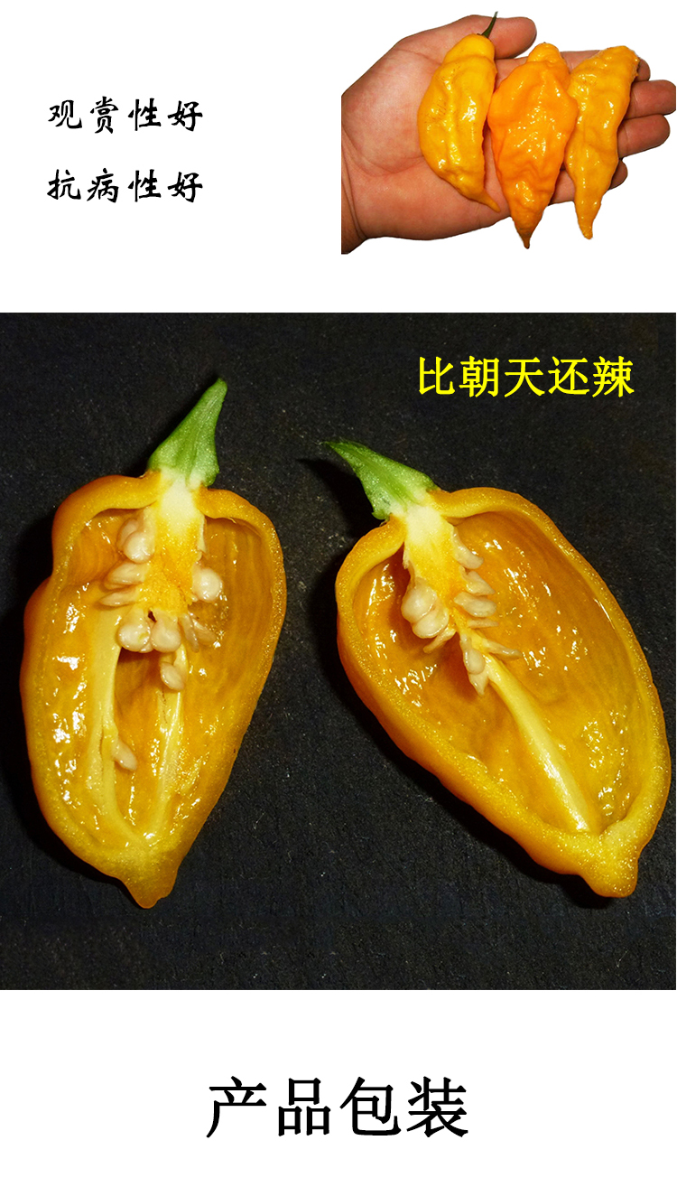 印度魔鬼椒辣椒种子种籽超辣高产夏季南方种四季蔬菜种苗种孑籽种 红