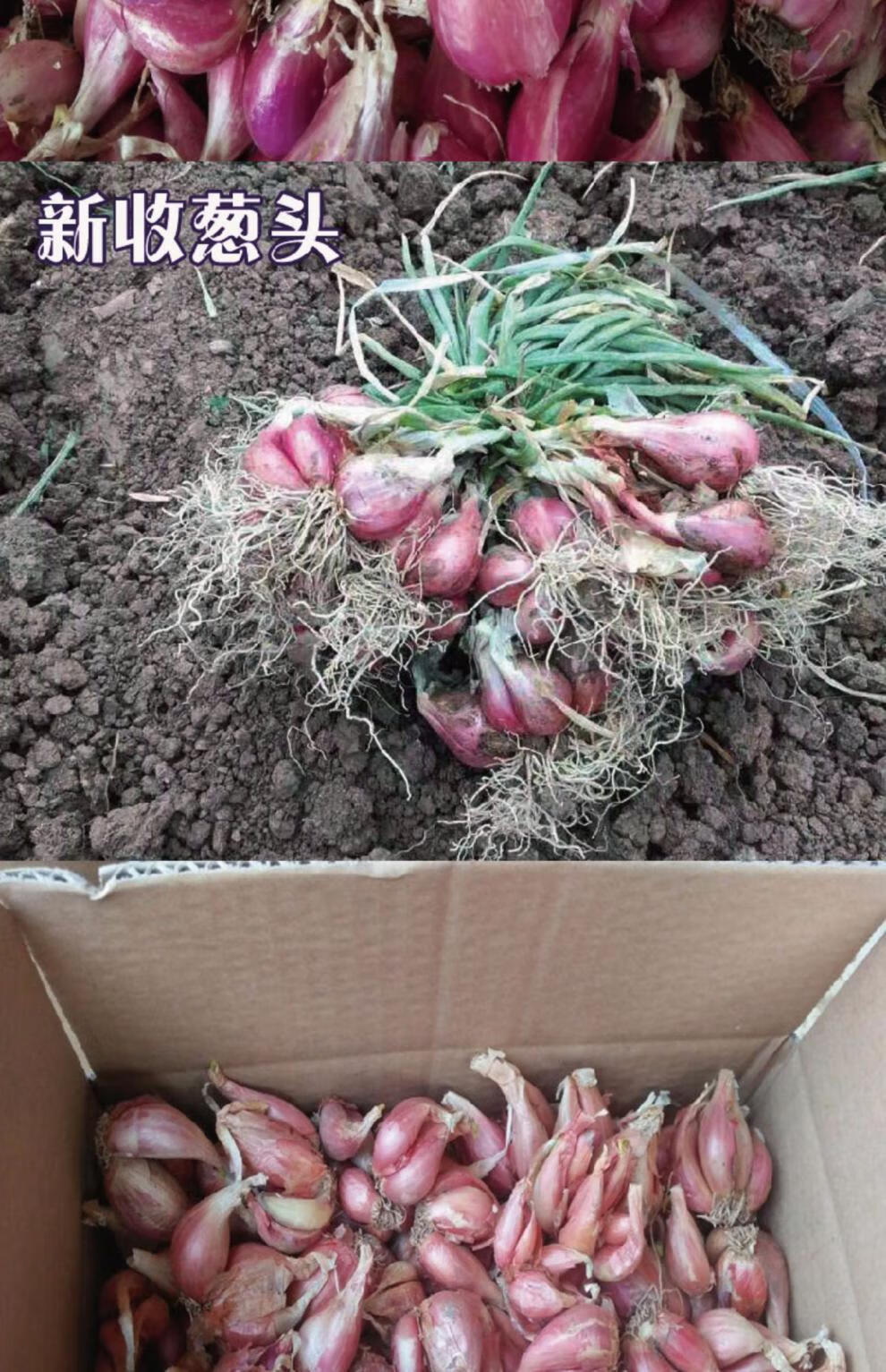 葱种籽香葱头红头葱籽老火葱头种子四季小香葱种阳台种菜蔬菜种苗红