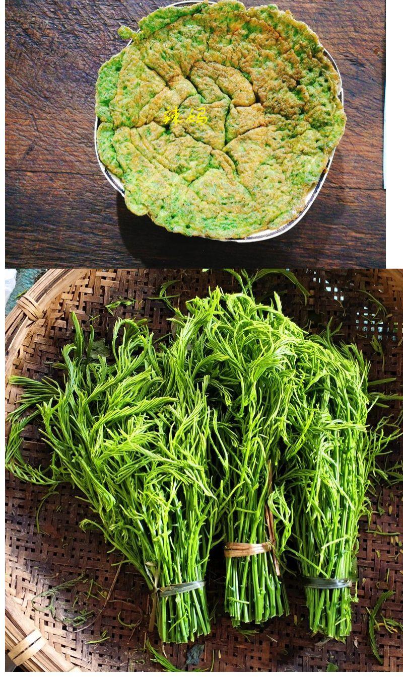 云南野菜泰国吃播臭菜新鲜蔬菜帕哈羽叶金合欢克今日特价250g