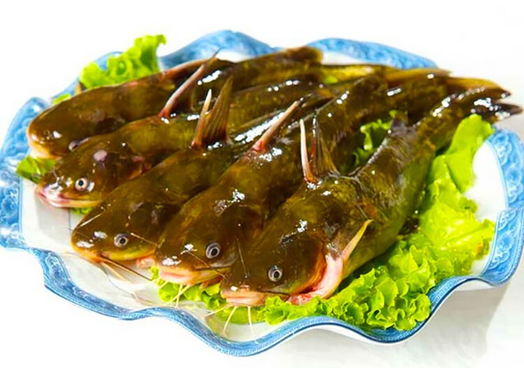 嘎牙子鱼黄颡鱼自然生长淡水鱼鱼鲜活速冻新鲜食用昂刺鱼杂鱼 5斤