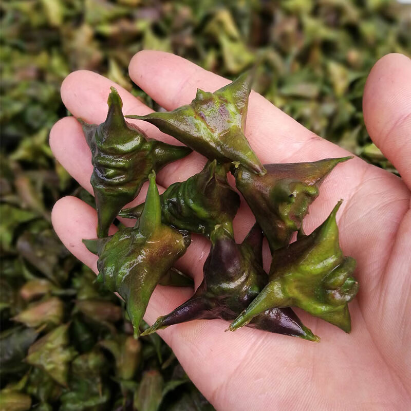 四角菱角刺菱新鲜老菱角非大菱角洪湖小菱角粉糯蔬菜 5000g【图片