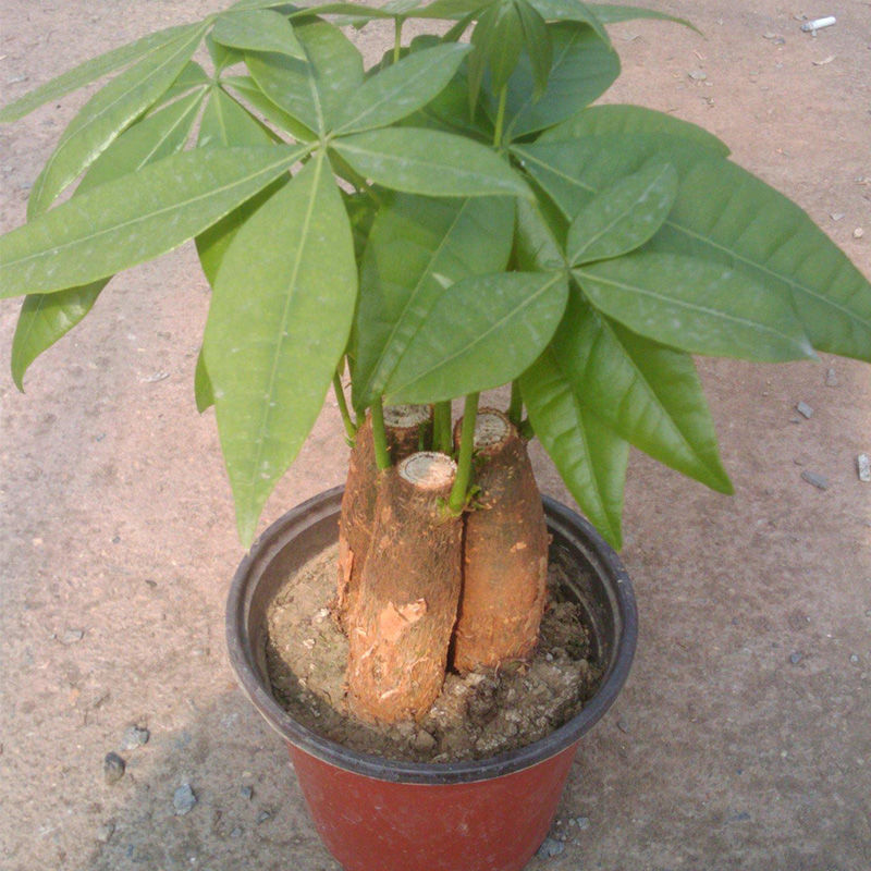 精选直发发财树苗花卉辫子发财树苗植物盆栽室内绿植盆景树摇钱金钱树