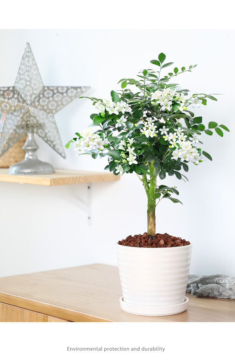 九里香盆栽驱蚊植物室内浓香花卉盆景老桩四季开花千里香绿植好养桌面