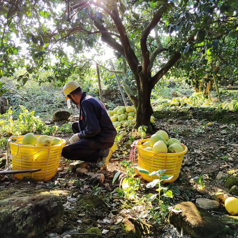 正宗江永香柚 湖南永州特产 新鲜孕妇水果沙田柚 农家30年老树柚  