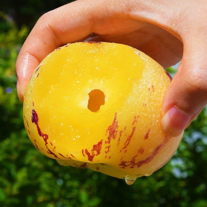 年货精选云南石林新鲜人参果圆果大果整箱新鲜当季水