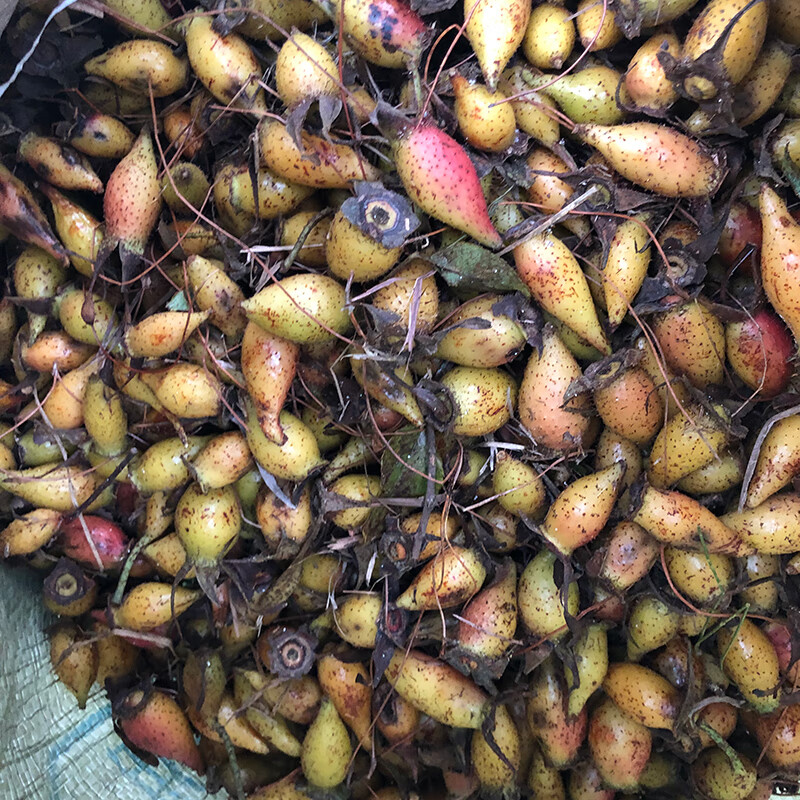 新鲜金樱子现摘野生金罂子鲜果泡酒中药材刺梨子山石榴果 伊梵麦 伊梵