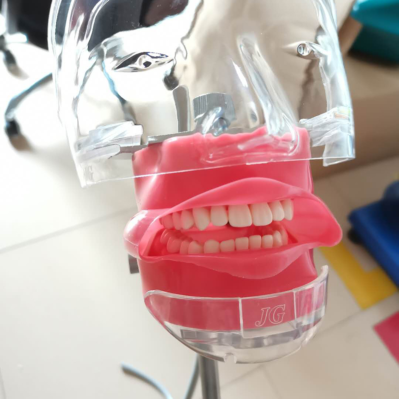 【药房直售】牙科口腔教学仿真模型简易头模树脂根管牙齿牙粒备牙正畸