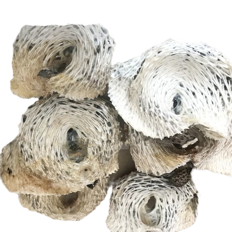 洪僖侨 大号刺龟 鱼皮海豚 海胆刺豚皮 海刺鱼 北海海产干货 海鱼干