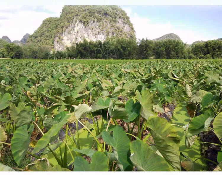 正宗廣西荔浦芋頭種植苗種子苗新鮮檳榔香芋種苗栽培育苗蔬菜種籽 帶