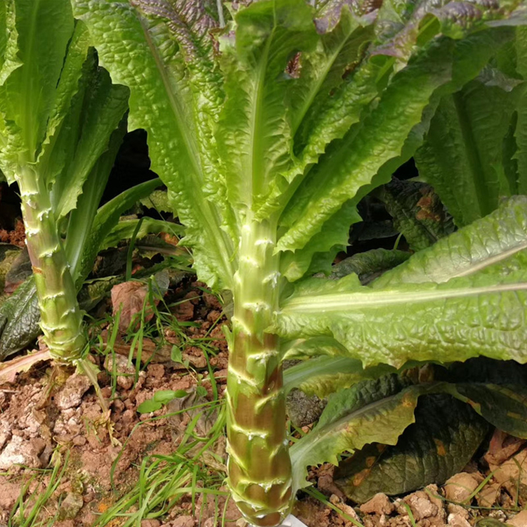 萵筍種子紅紫葉萵筍種籽紅萵苣春秋冬季大田庭院蔬菜盆栽種孑耐寒 十