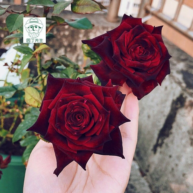 路易十四玫瑰苗四季开花老桩大花黑玫瑰花苗花卉阳台盆栽易活耐寒