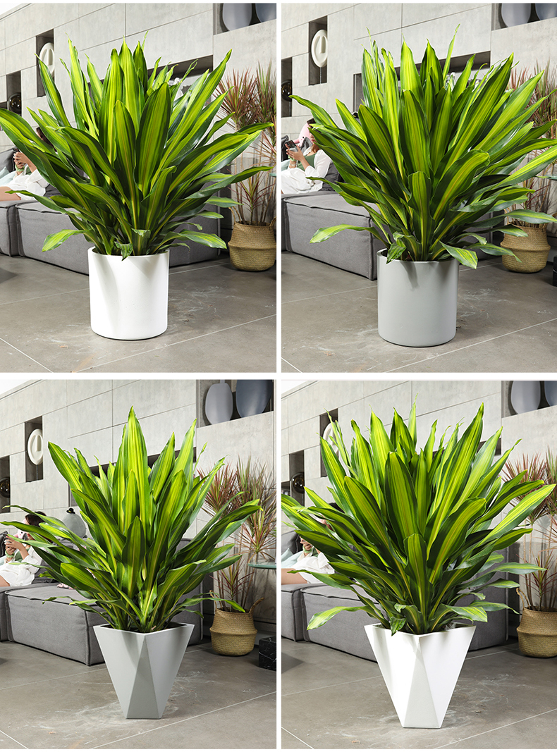 金心也门铁盆栽三株组合造型室内大型耐阴吸甲醛净化空气绿植 金心