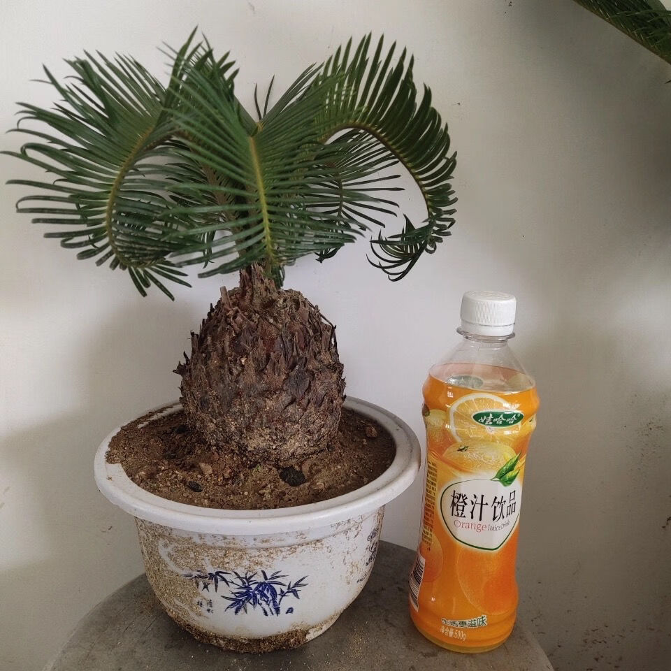 羊角铁树盆景铁树四季常青室内绿植易活懒人花卉多头铁树苗 11公分