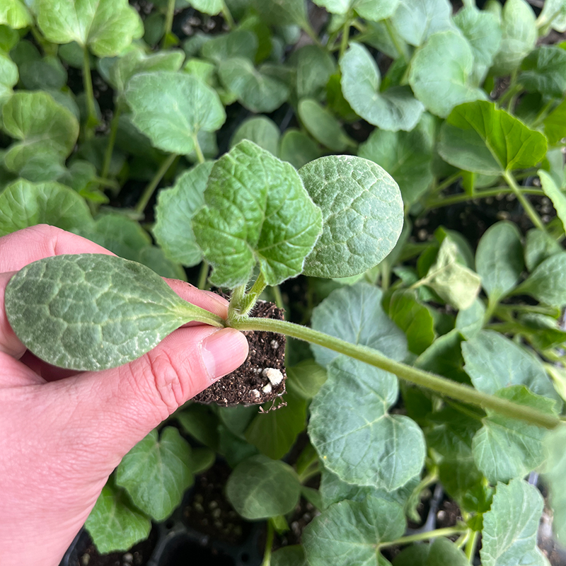 颜集卉西葫芦苗站瓜苗北瓜搅瓜小南瓜盆栽菜园无蔓耐热耐寒高产蔬菜