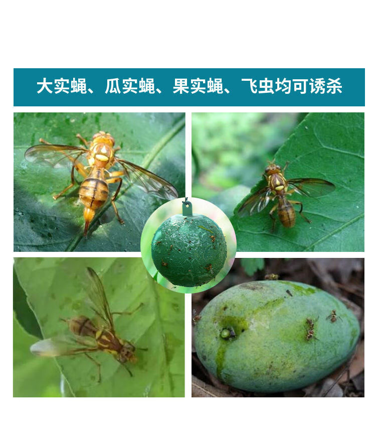果园诱蝇球柑橘大小实蝇瓜果树针蜂贴果虫器果蝇粘虫板粘蝇球强粘性