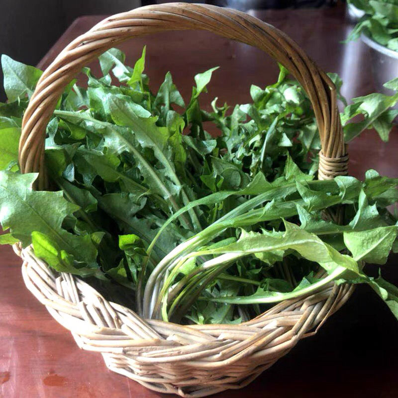 新鲜婆婆丁蘸酱菜1斤/2斤/3斤/4斤现挖蒲公英野菜苦菜山东 1斤装