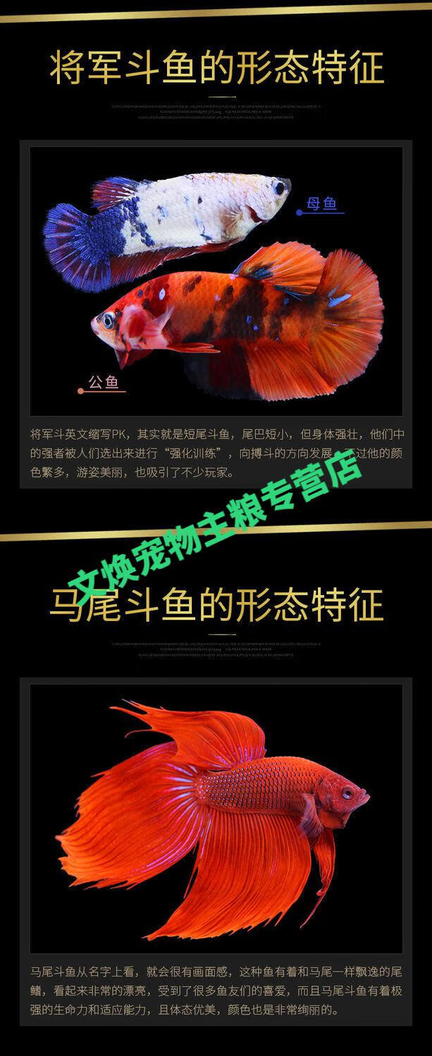 店铺泰国斗鱼活鱼半月马尾狮王将军糖果活体热带鱼耐养耐活的观赏鱼
