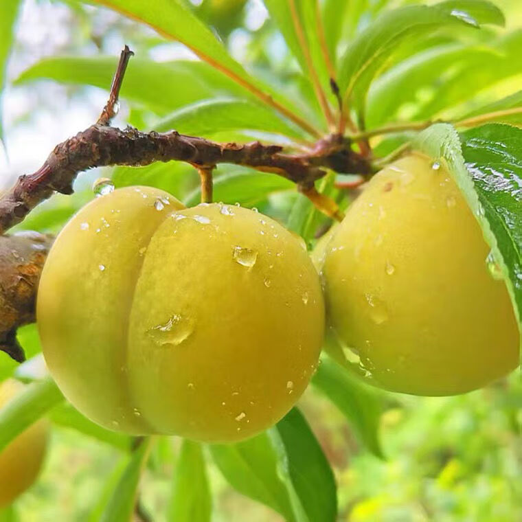 现摘顺丰礼盒六马镇蜂糖李贵州李子新鲜脆甜蜂蜜李子孕妇水果脱骨李大