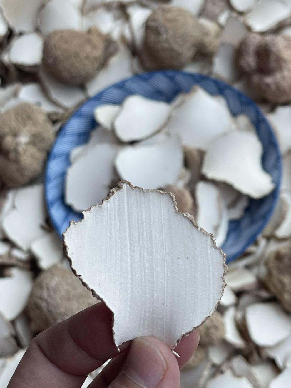 北京同仁堂原料野生虎奶菌白皮黑皮老虎奶乳菇大片虎乳灵手工切片煲汤