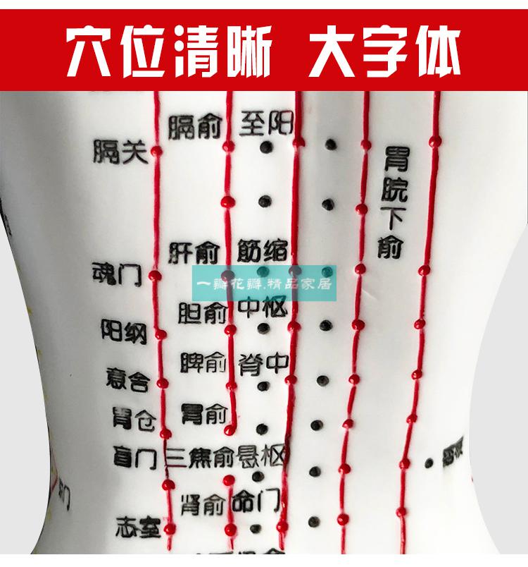 人体穴位对症挂图超清晰中医针灸穴位人体模型经络图人体穴位模型人小