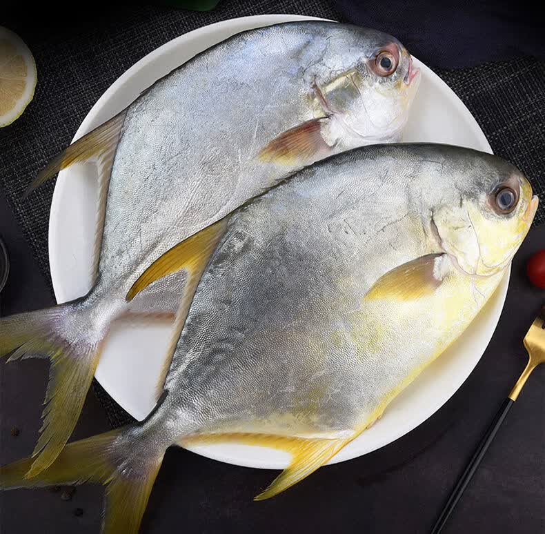 新鲜金鲳鱼鲜活冷冻特大金昌鱼平鱼海昌白鲳鱼深海海鲜水产腾旺纳跃特