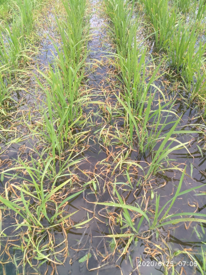 34敌稗莎稗磷氰氟草酯30水稻旱稻田大龄稗草千金马唐青稗除草剂255ml