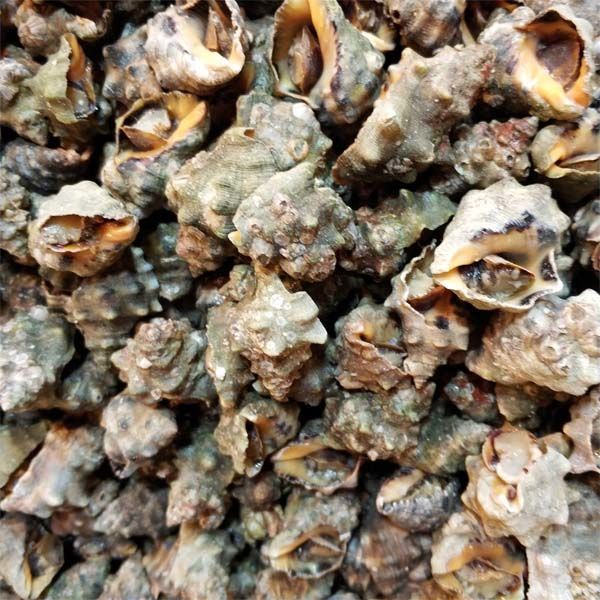 霞浦无沙鲜活苦螺海螺辣螺海捕海鲜活体发货顺丰五斤