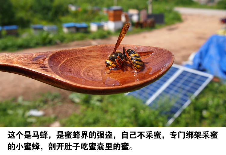 饶河黑蜂椴树雪蜜黑龙江东北饶河黑蜂雪蜜农家自产深山纯正天然椴树蜜