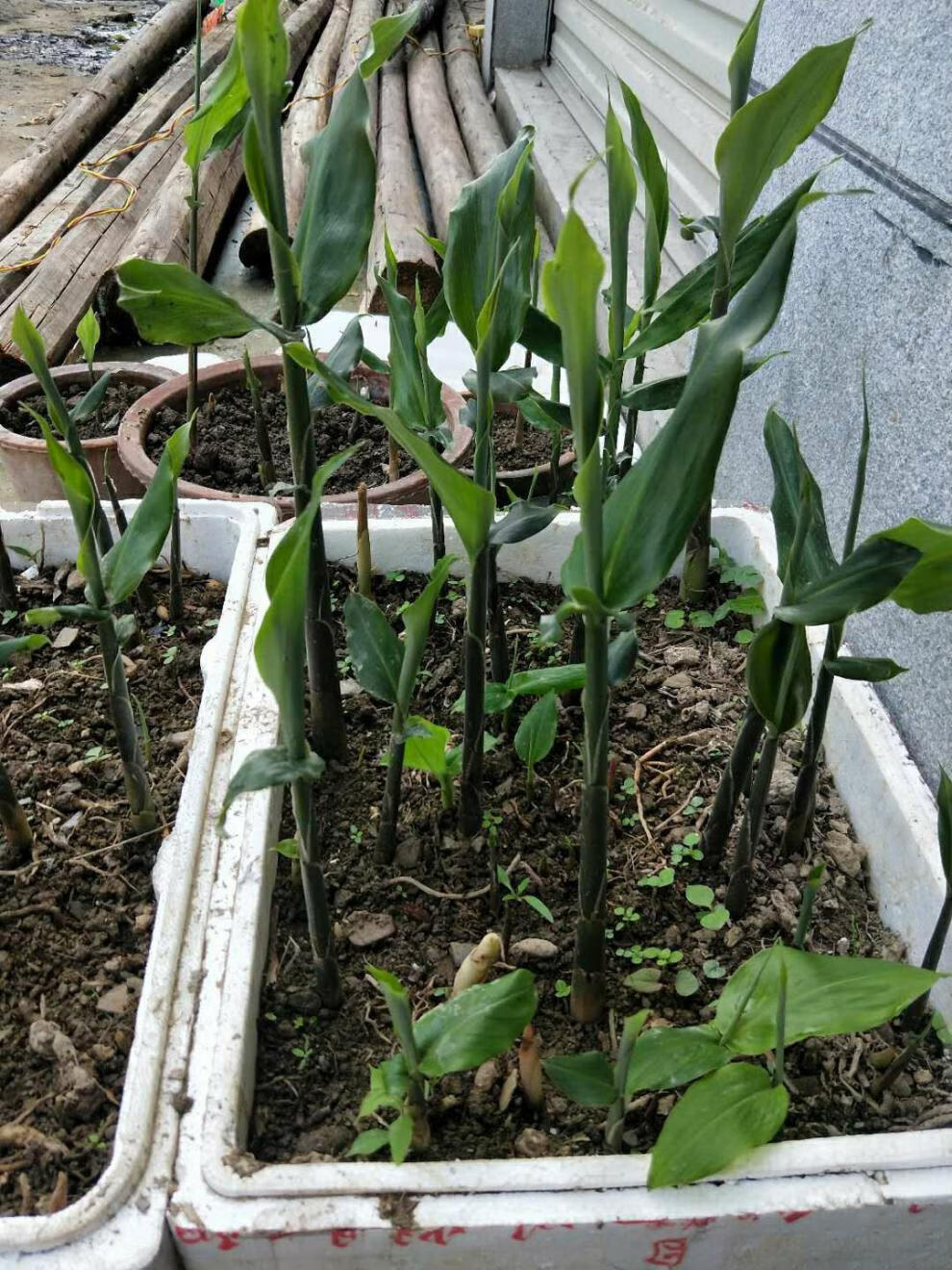 阳荷种 阳荷姜种苗 洋荷姜种根 阳藿茗荷 洋火