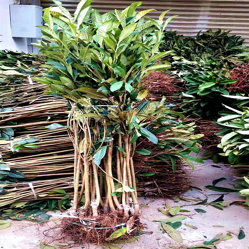 无核砂糖枇杷树苗无籽琵琶嫁接果树苗适合南方北方四季种植耐寒热砂糖