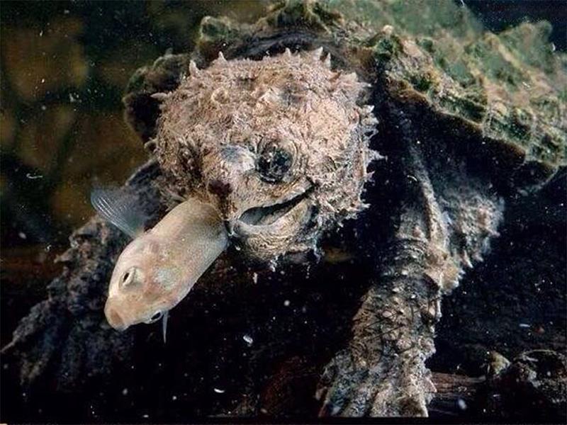 百鳄记大鳄龟钓鱼龟大鳄龟苗钓鱼龟宠物观赏龟 严格全品大鳄苗4cm