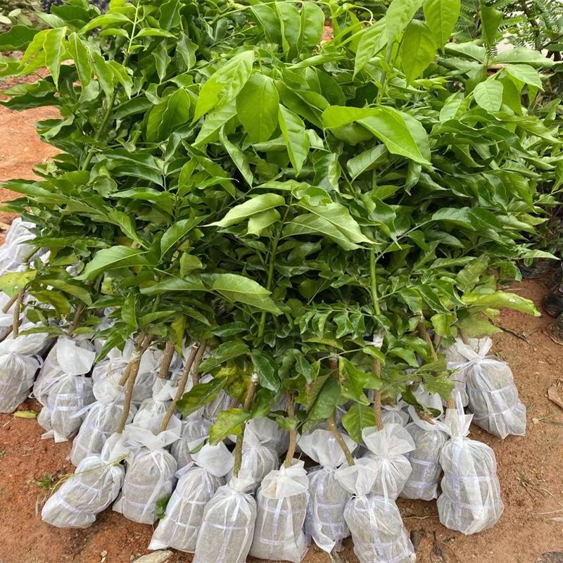 祉鹿黄皮果树苗鸡心无核黄皮紫肉黄皮果树苗当年结果紫肉黄皮一颗带土