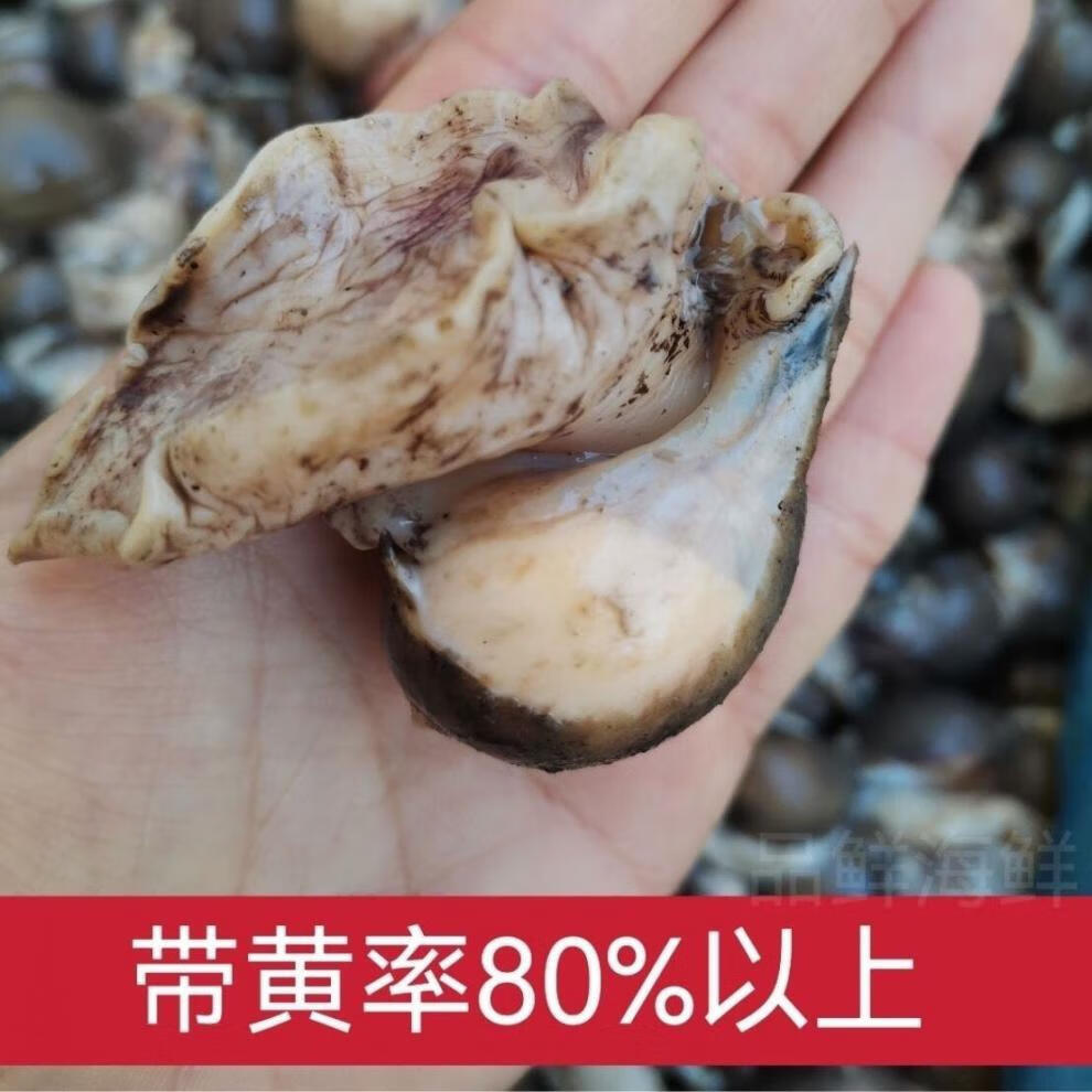 老婆脚海蜗牛鲍螺肉无冰无沙鲍鱼螺无粘液半熟发货斓维品鲜活速冻35个