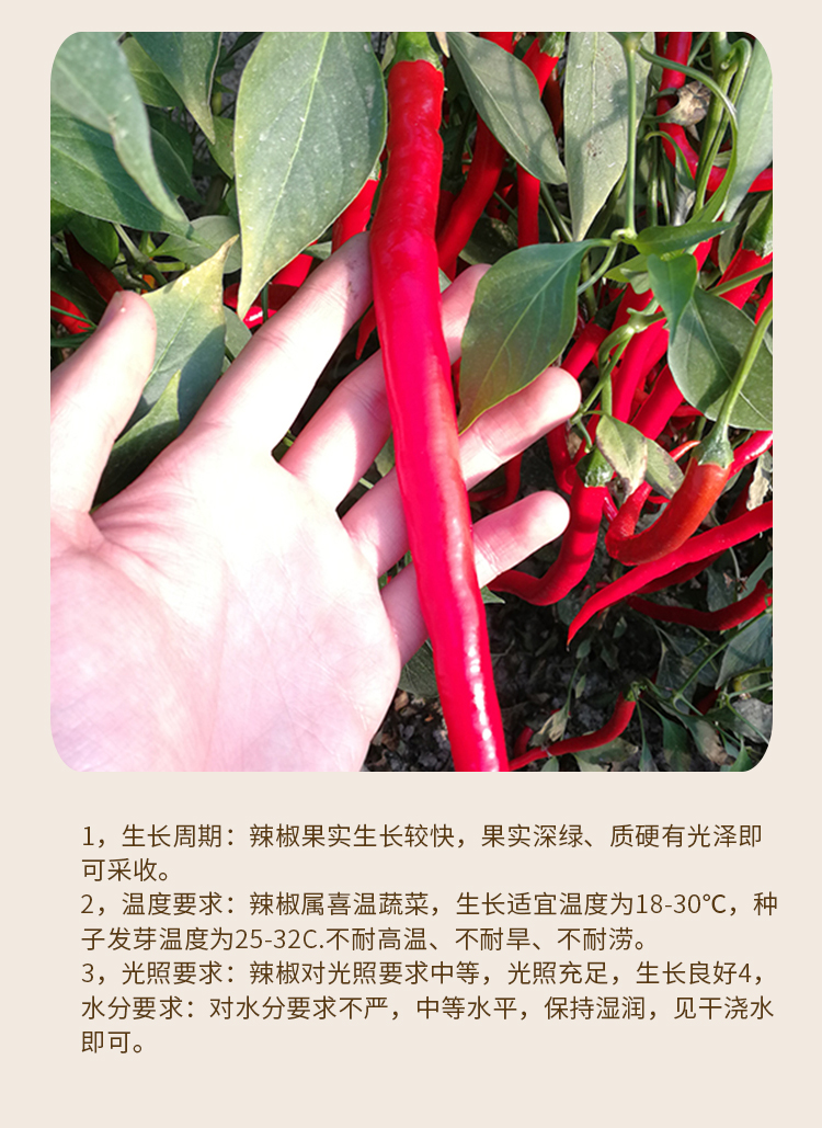 香辣红线王线椒辣椒种子籽孑辣椒苗春季夏季四季盆栽高产耐热耐湿长丰