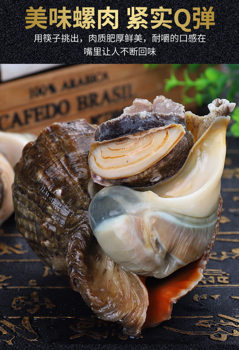 海螺海捕现发新鲜大中小超肥海螺贝类海鲜水产两斤装芥末酱油23只斤