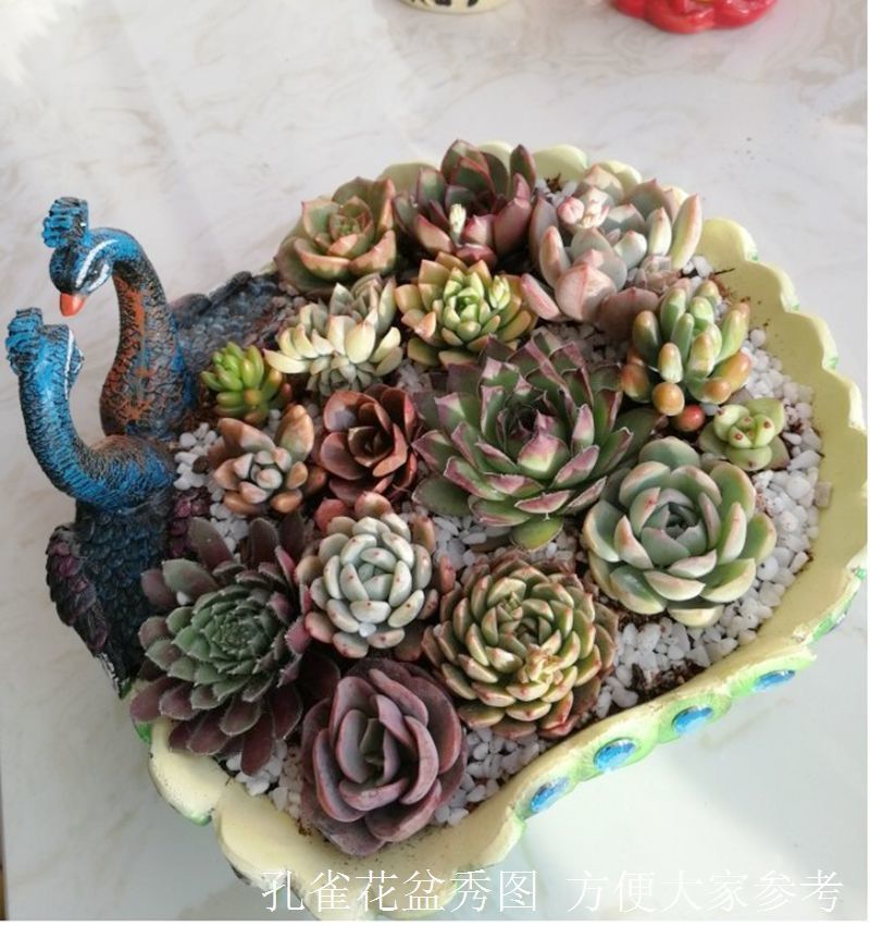 孔雀多肉花盆动物造型大口径创意个性可爱肉肉拼盘组合盆栽绿色孔雀