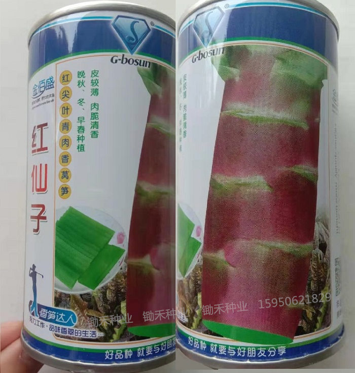 紫红皮香莴笋耐寒红尖叶绿肉莴笋种子春秋冬季农家莴苣蔬菜种籽花仙子