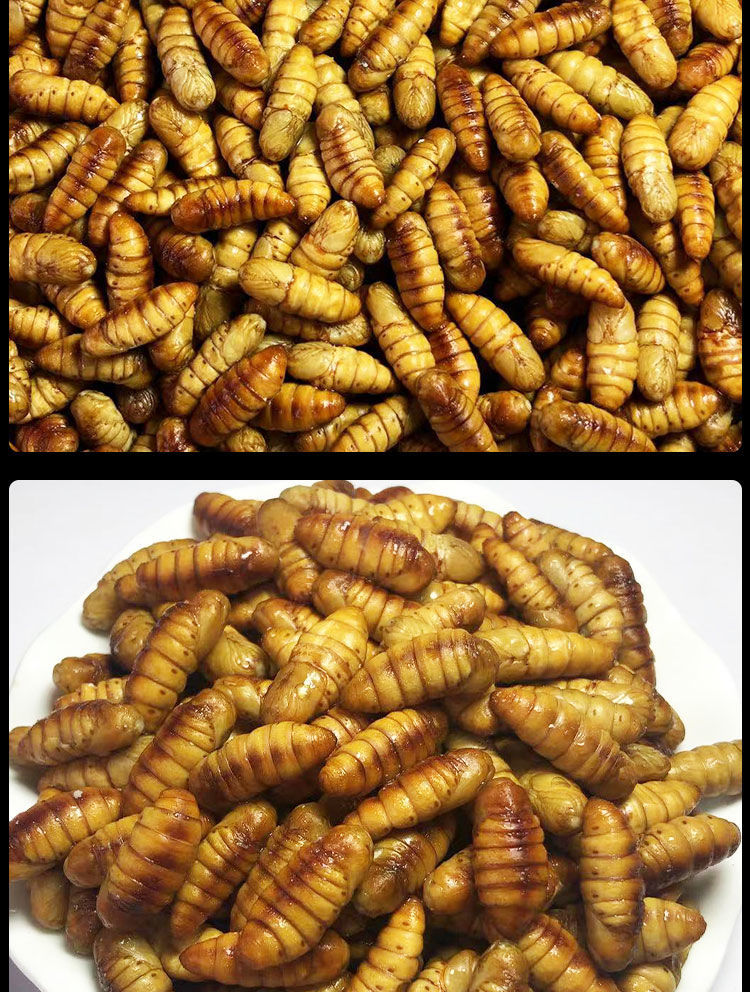 蚕蛹新鲜鲜活桑蚕蛹 2斤 多种规格可选 鲜活新鲜金丝蛹 黄金桑蚕蛹子